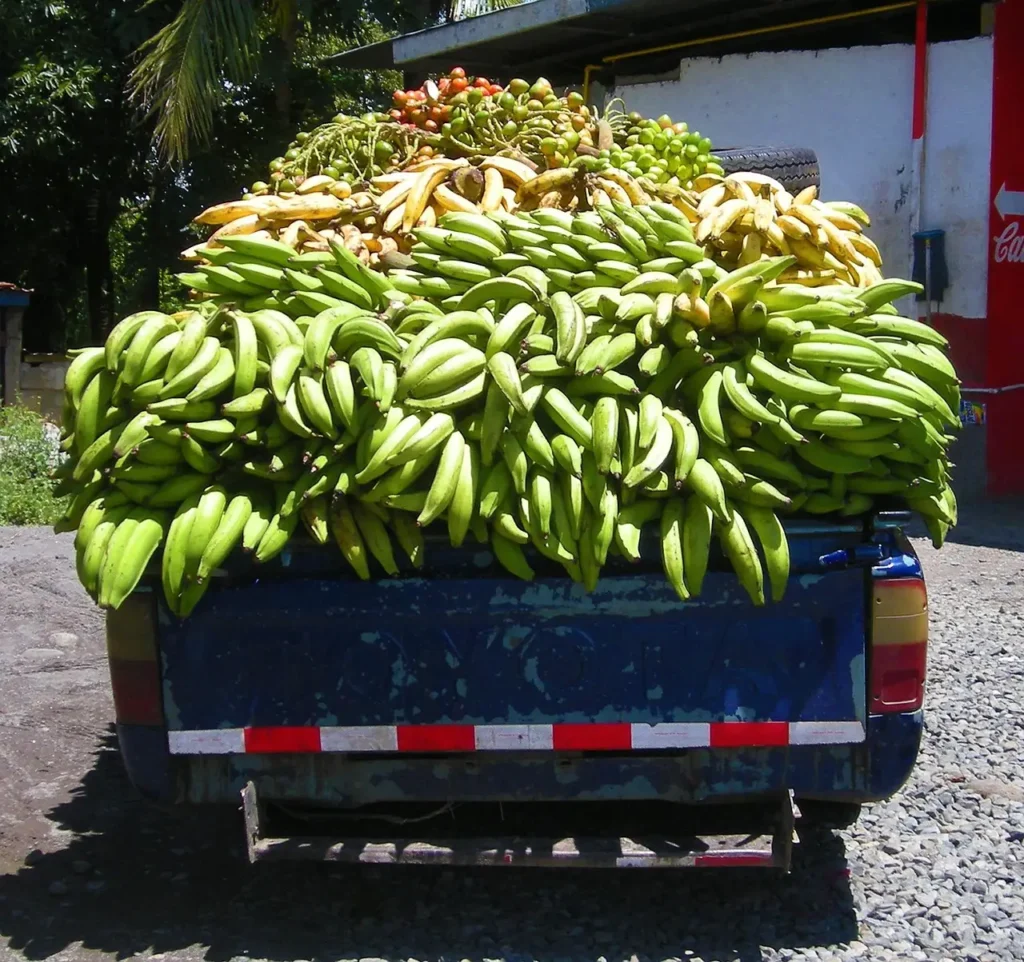 Comprar platanos al por mayor