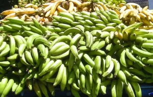 Comprar platanos al por mayor