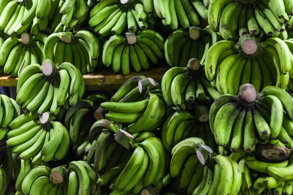 Distribuidora de platanos en republica dominicana
