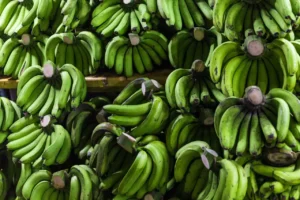 Distribuidora de platanos en republica dominicana