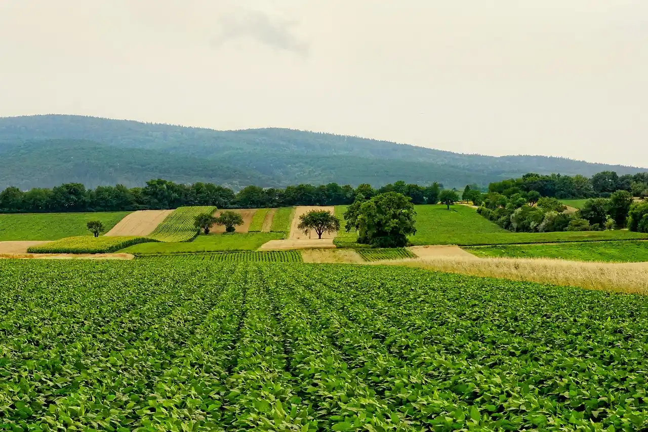 Campos agricolas republica dominicana Campos agricolas republica dominicana