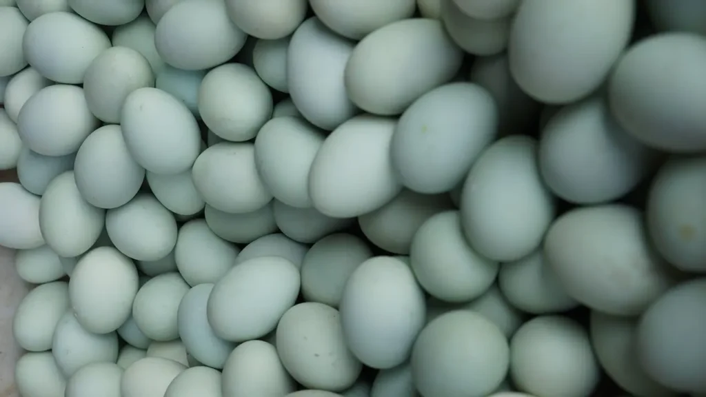 Venta de huevos frescos al por mayor república dominicana